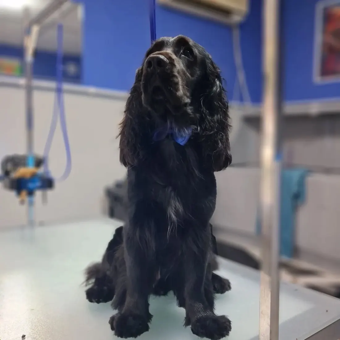 Czarny spaniel z niebieską muszką po strzyżeniu