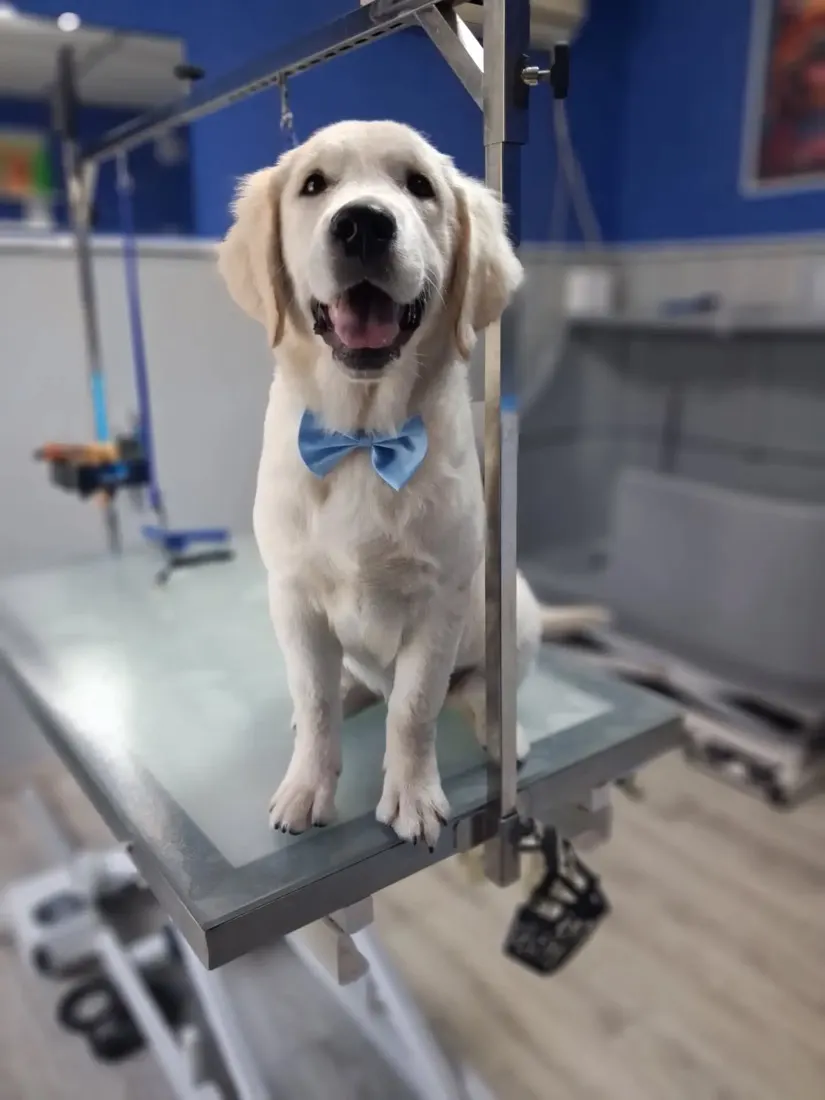 Szczeniak golden retrievera z błękitną muszką