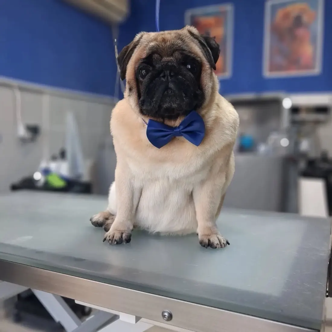 Mops z granatową muszką po kąpieli